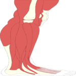 Musculature - Leg 2