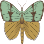 Moth 14
