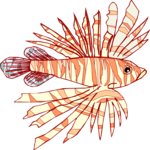 Lionfish 4