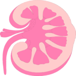 Kidney 2