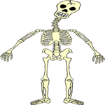 Skeleton 13