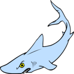 Shark 08