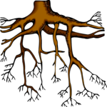 Tree Roots