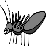 Ant 07