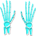 Bones - Hands