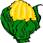 Corn 22