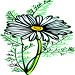 Camomile 5