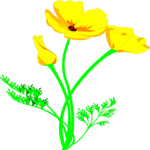 Golden Poppy