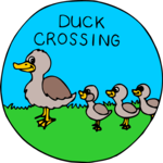 Duck Crossing