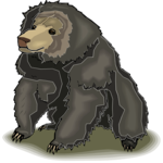 Bear 23