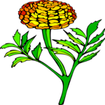 Carnation 4