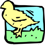 Chick 06