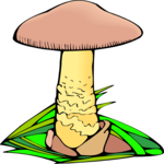 Mushroom 15