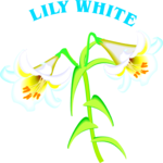 Lily White