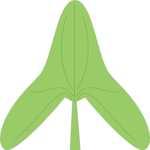 Leaf 015