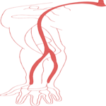Vasculature - Arm 1