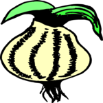 Onion 12