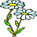 Camomile 3