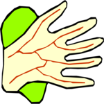 Hand 6