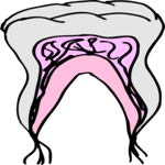 Tooth 10