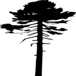 Tree 010