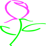 Rose 45