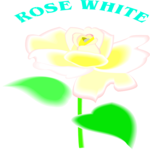 Rose - White