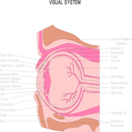 Chart - Eye