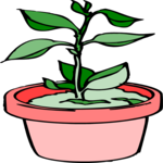 Plant 082