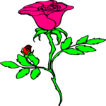 Rose 84