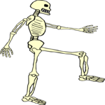 Skeleton 22
