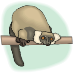 Lemur 3