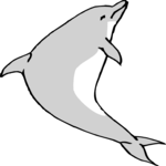 Dolphin 08