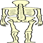 Skeleton 08