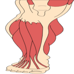 Musculature - Leg 1