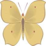 Butterfly 103