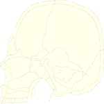 Skull 08