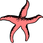 Starfish 11