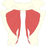 Musculature - Thigh 3