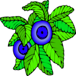 Leaves 72