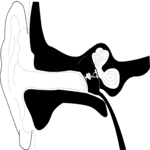 Ear 3