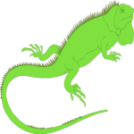 Iguana 2