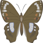 Butterfly 104