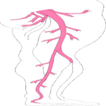 Vasculature - Leg 2