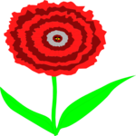 Carnation 1