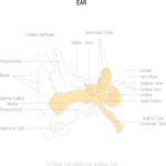 Chart - Ear