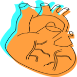 Heart 6