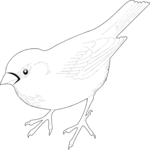 Sparrow 06