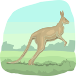 Kangaroo 14