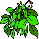 Leaves 56